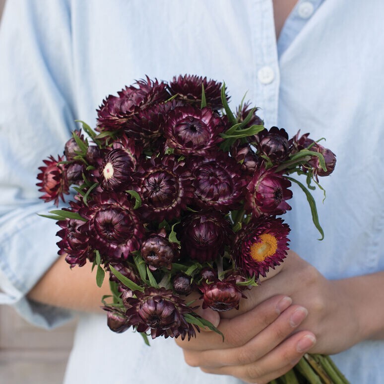 Strawflower Variety: 5 Individual Packs of 100+ Seeds