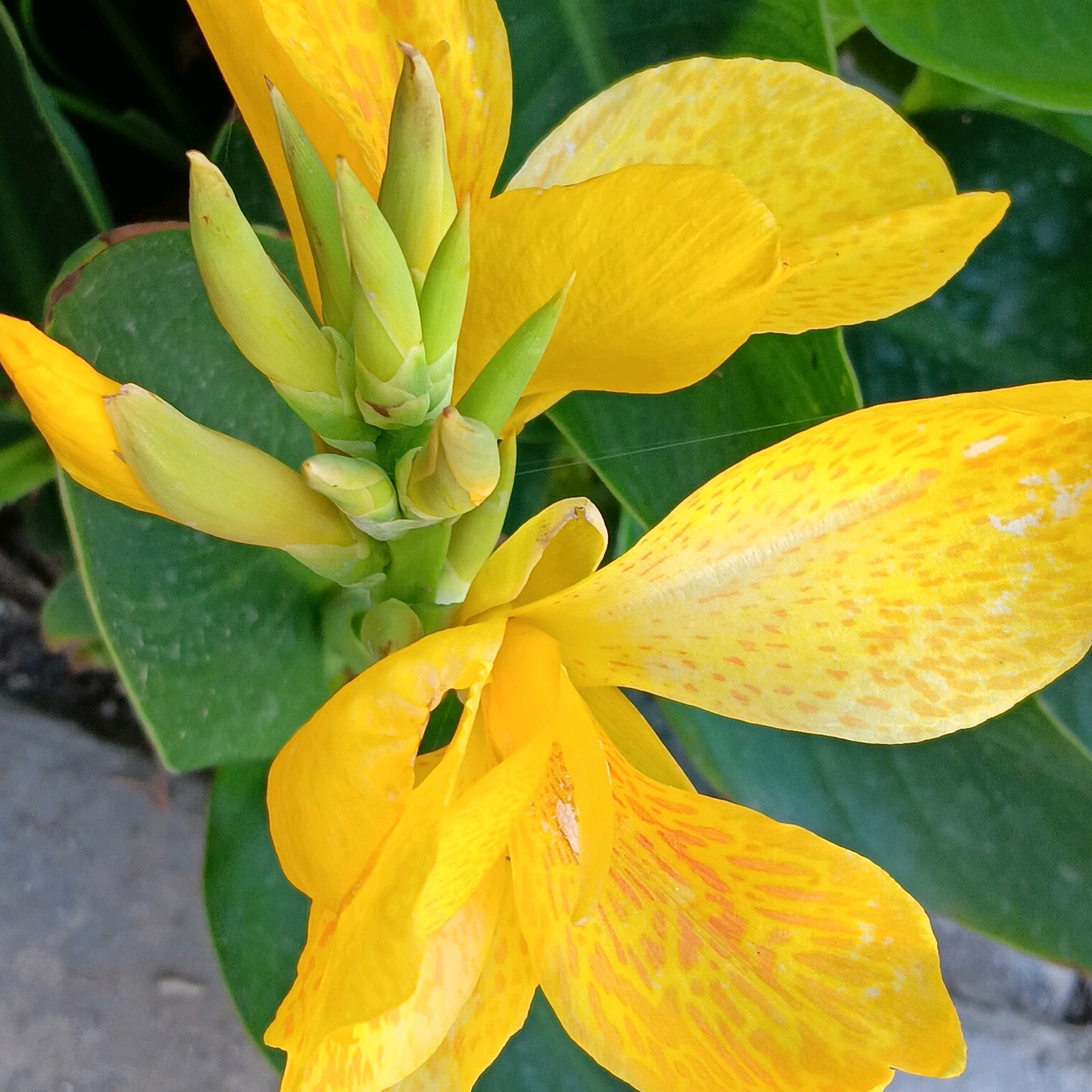 3/$15 Dwarf yellow Canna bulbs tropical green leaves 1 – 2 ft