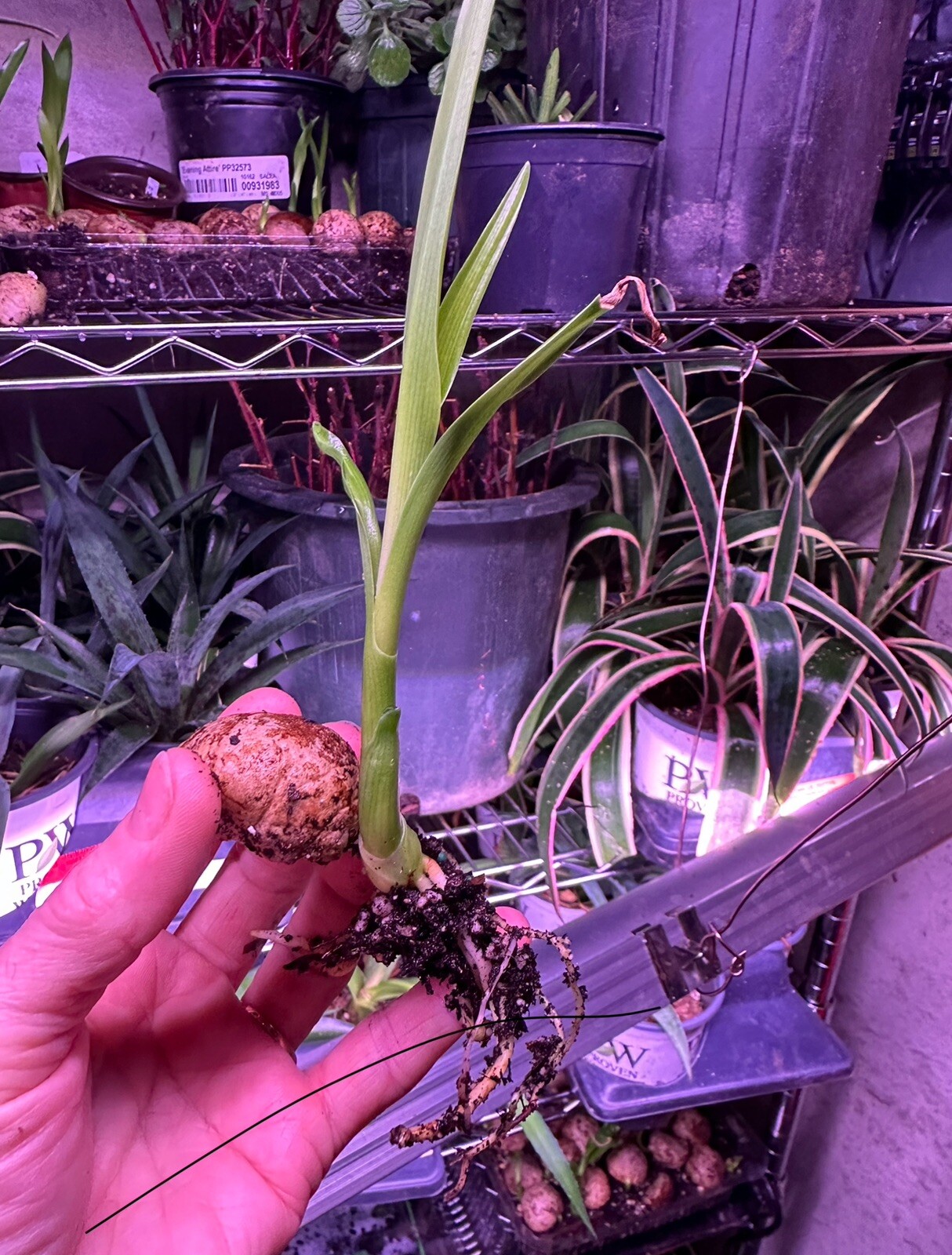 Crinum Lily, C. Asiaticum, Giant White Spider Lily (1) Rooted Starter Plants.