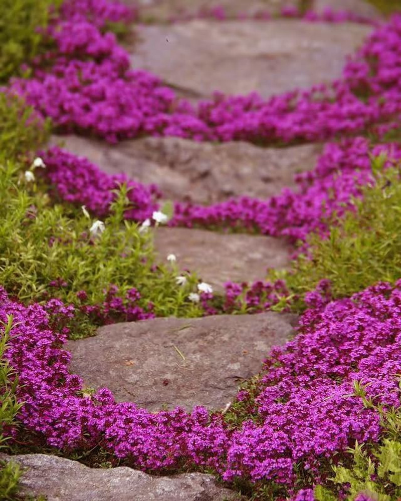 20,000+ Creeping Thyme Ground Cover, Non-Gmo Perennial Flower , Hardy Thymus Se