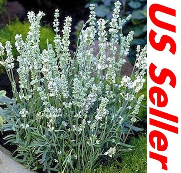 Lavender Seeds G89, Ellagance Snow 20 Seeds, Lavandula Angustifolia Seeds