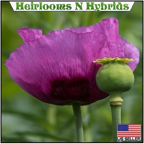 20,000 Stratified Hungarian Papavaer Somniferum Organic Poppy Seeds For Planting
