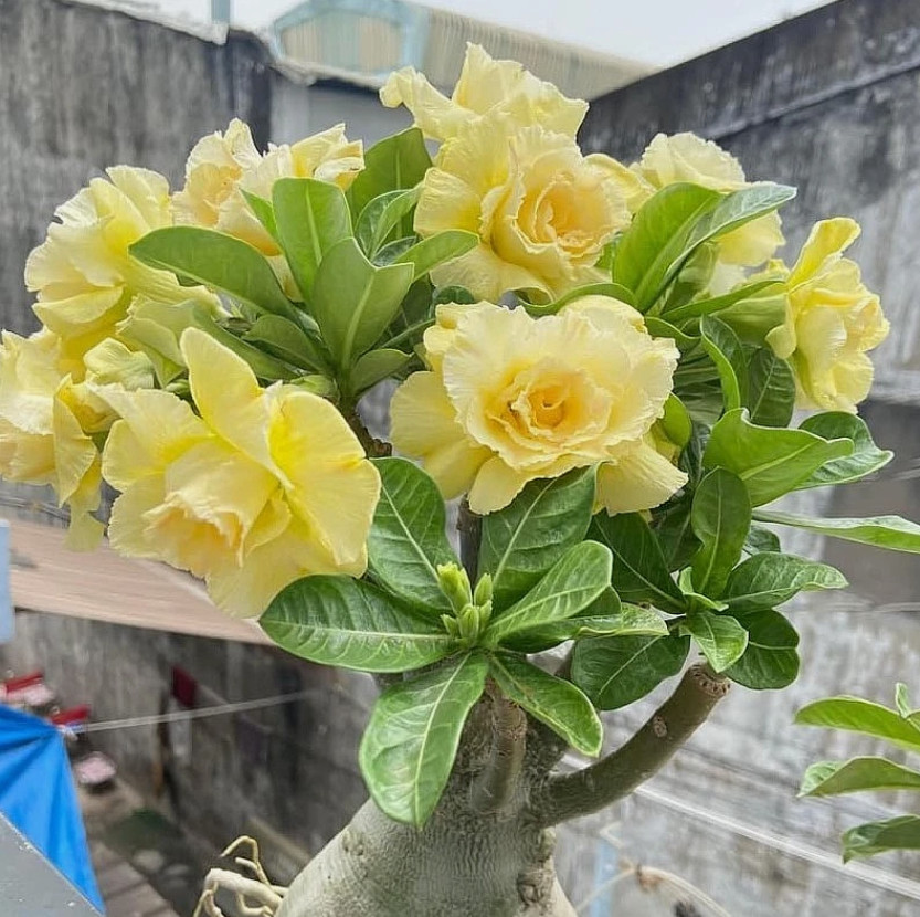 Double Yellow Desert Rose Live Plant – 3-6″ Tall – Adenium Obesum Succulent