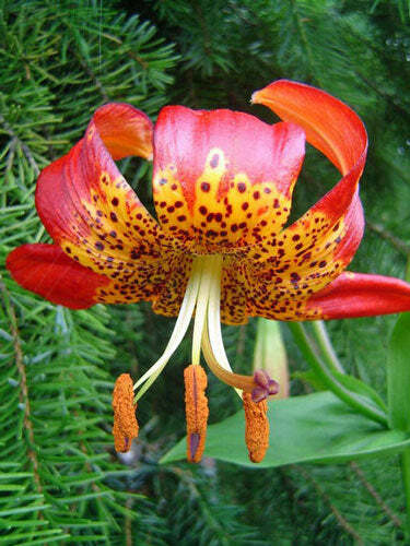 Lilium pardalinum | Leopard Lily | Panther Lily | 10 Seeds