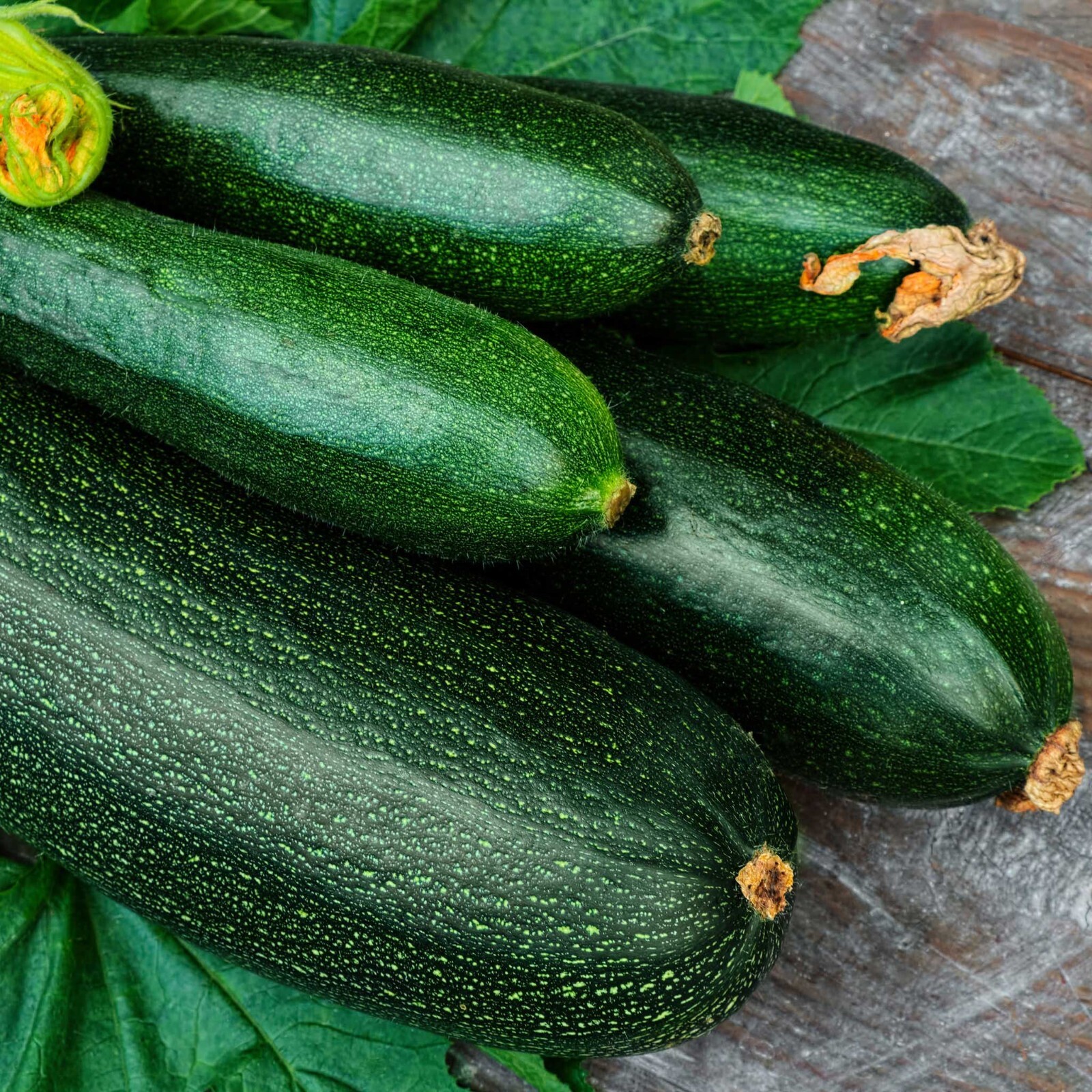 15+ seeds, Squash – Dark Green, Open pollinated, Non-GMO, Heirloom, easy to grow