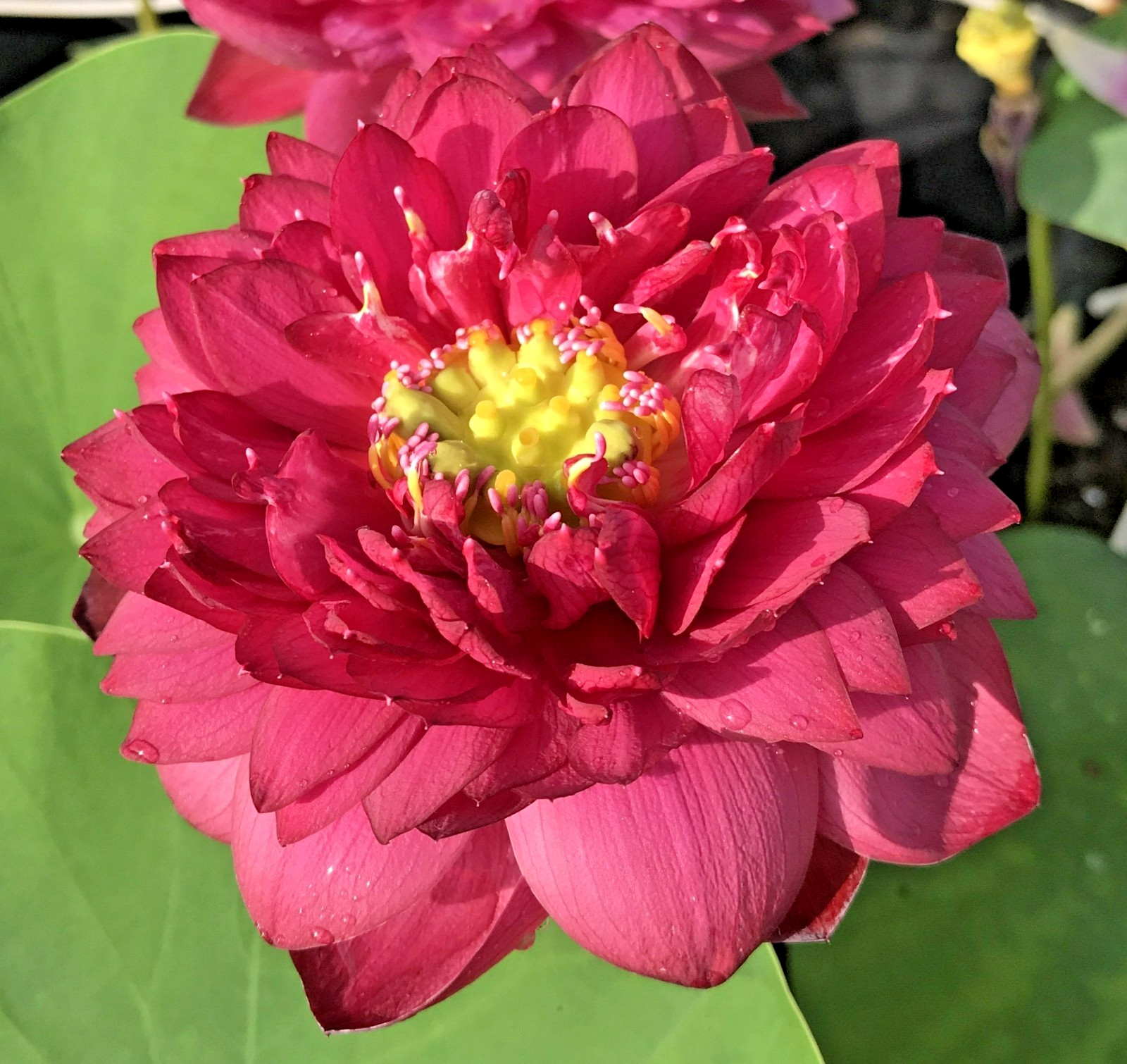 5 SIAM RUBY LOTUS SEEDS – ( MINI BOWL LOTUS ) – Nelumbo Nucifera