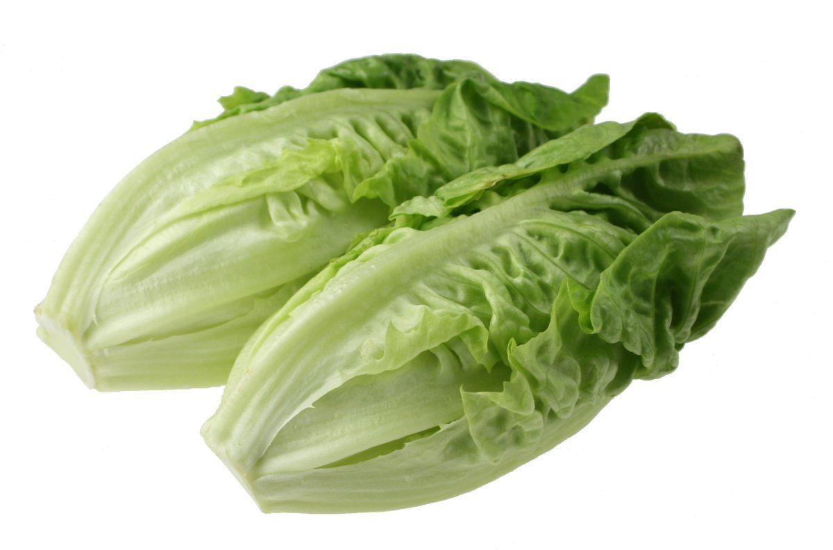 3000 LITTLE GEM LETTUCE Small ROMAINE Butterhead Lactuca Sativa Vegetable Seeds