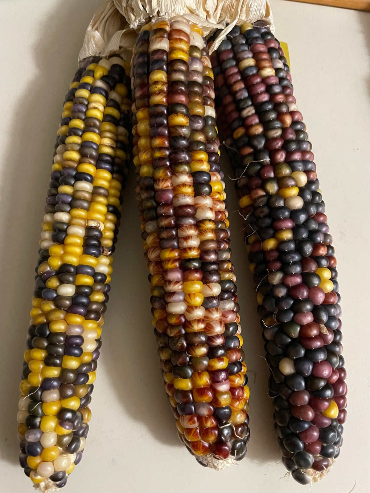 35 Rainbow Ornamental Corn Seeds | Multicolor Indian Glass Gen Corn Seed 2023