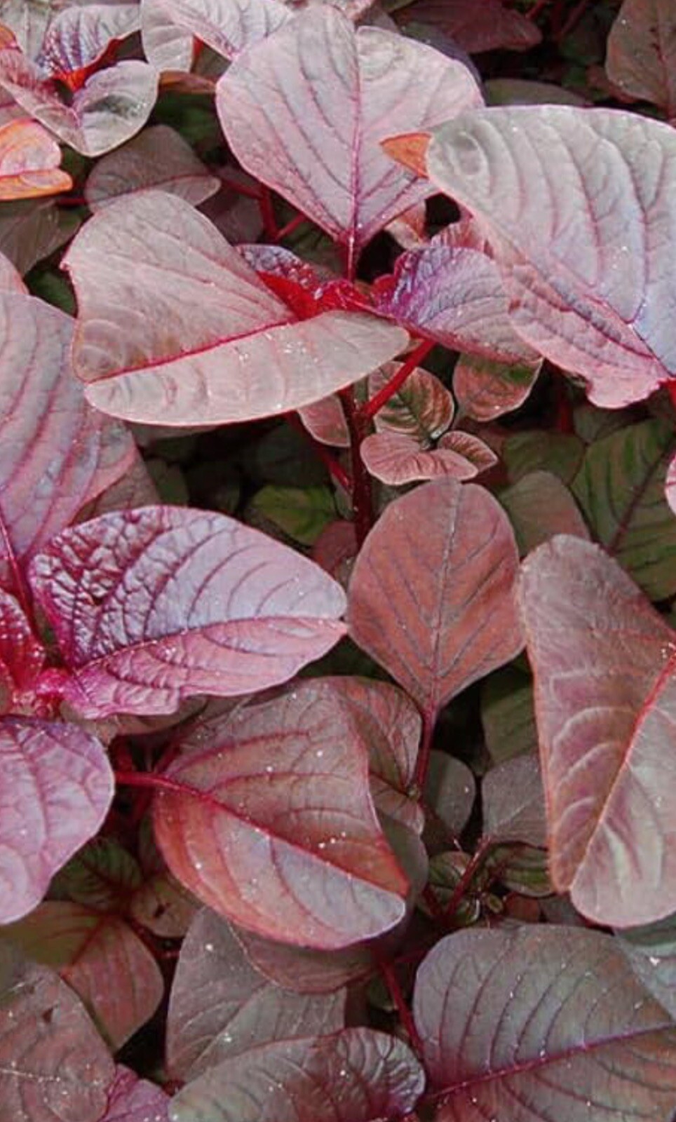 500+SEEDS GARNET AMARANTH Amaranthus Tricolor Vegetable Microgreens Gardenseeds