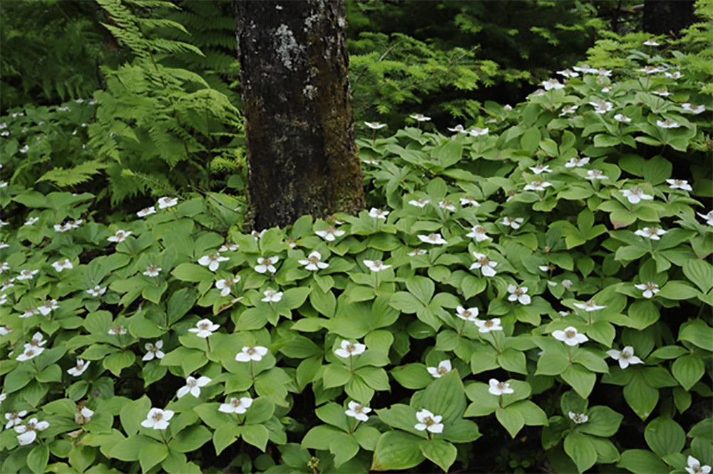 Creeping Dogwood, (Bunchberry), Cornus canadensis, Seeds