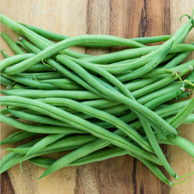 Provider Green Bean Seeds | Heirloom Non GMO Vegetable Seed 2024 Fast Shipping