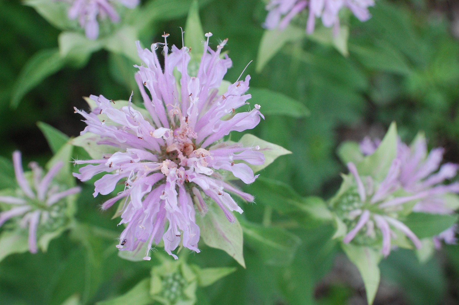 Wild Pink Bee Balm Seeds/Monarda fistulosa/1 gram +/Native US Plant/Medicinal/