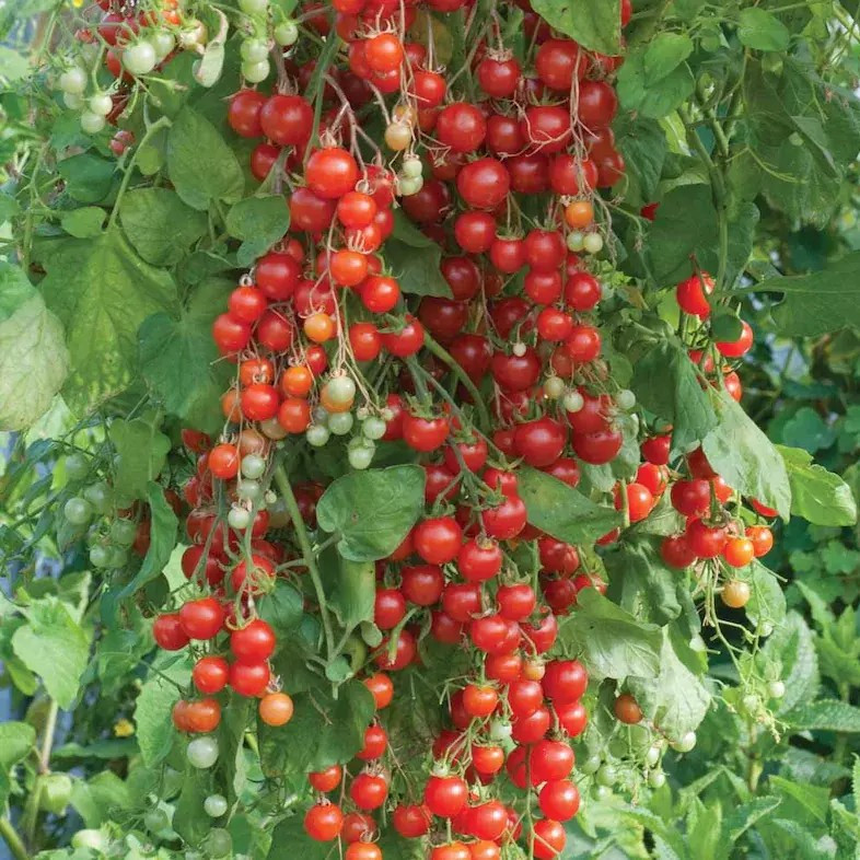 120+ Sweet Pea Currant Tomato Seeds —- TINY — 1000’s of Tomatoes —— RARE