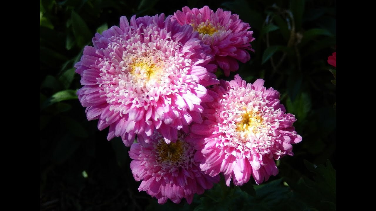 251+CHINA ASTER POWDER PUFF Mix Seeds Cut Flowers Summer Fall Garden Container