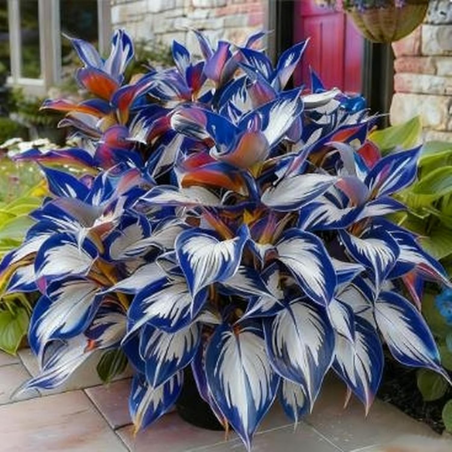 200+ Hosta Seeds for Planting, Perennial Hosta Seed, Attract Pollinators, Non-GM
