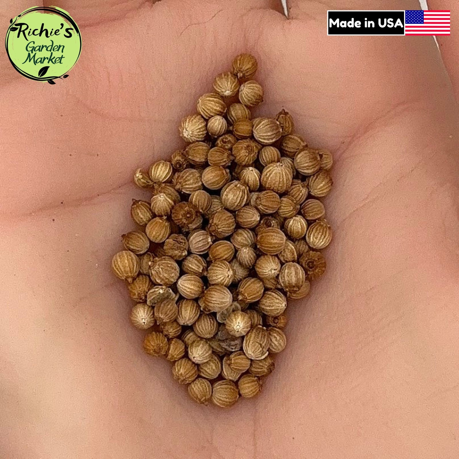 Cilantro Coriander Seeds, Leafy Herb, Fresh, Edible, Non-GMO, Free Shipping