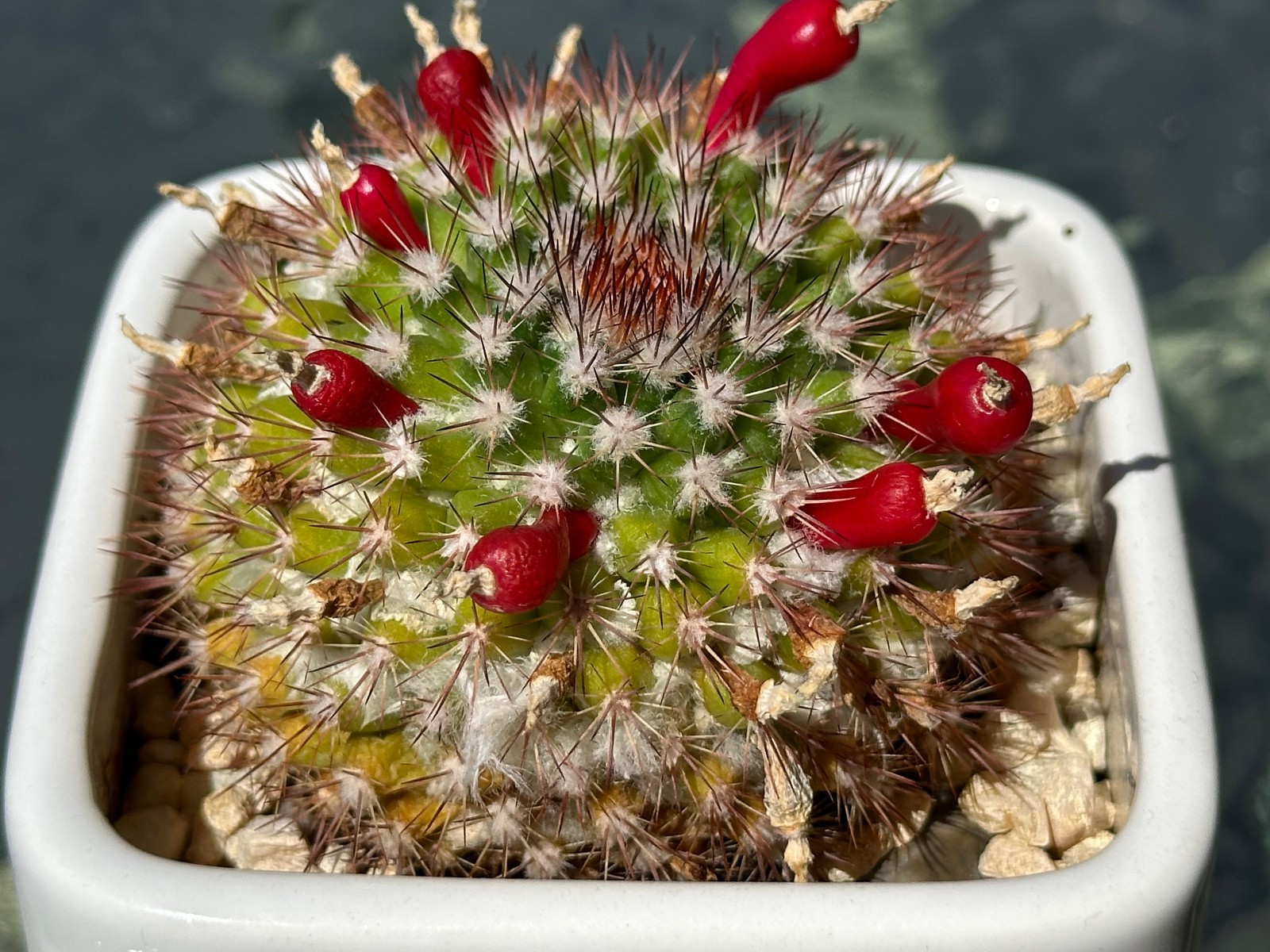 Mammillaria Mammillaris Live Cactus in 4″ pot FREE SHIPPING