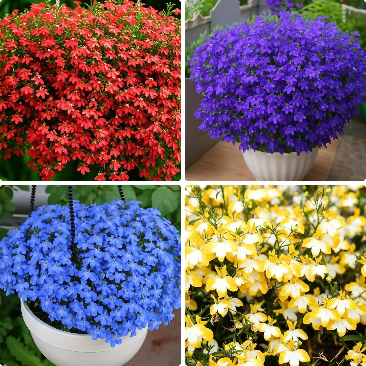 Lobelia Seed for Planting, 1003+ Mixed Lobelia cardinalis Seeds, Perennial Plant