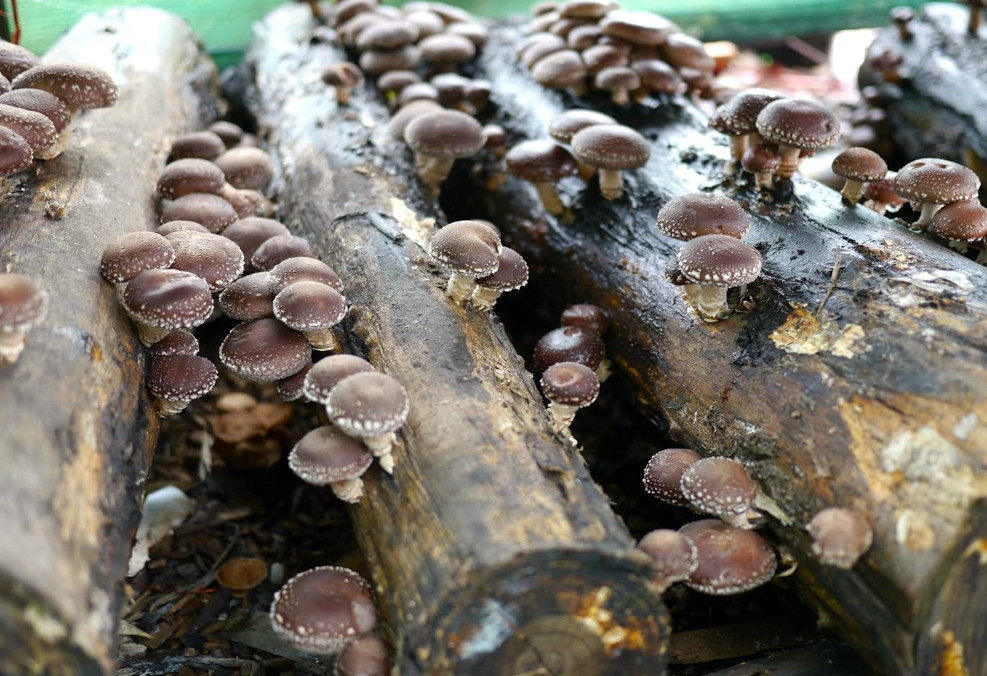 100pcs Non GMO Shiitake Mushroom Mycelium Seeds, Spores Spawn for Planting