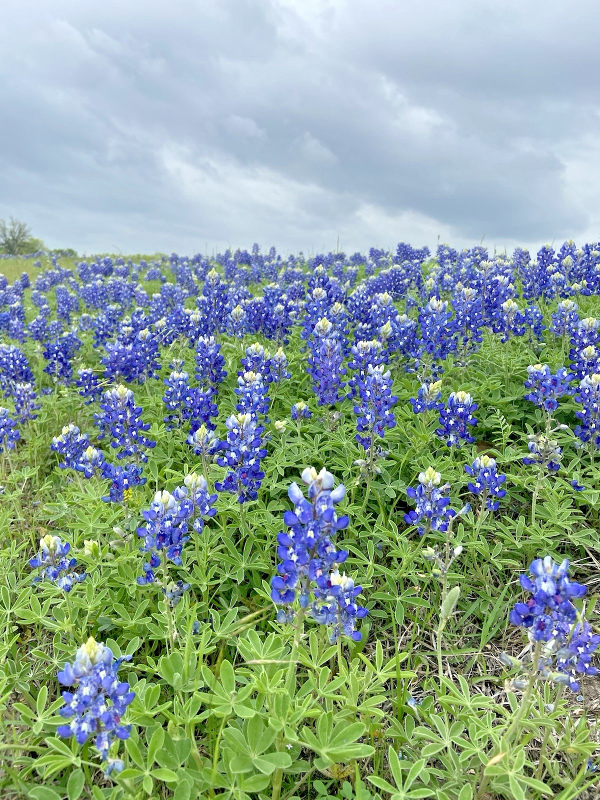 Texas Bluebonnet Seeds – 25 Fresh Seeds – GORGEOUS Blooms!! FREE Shipping