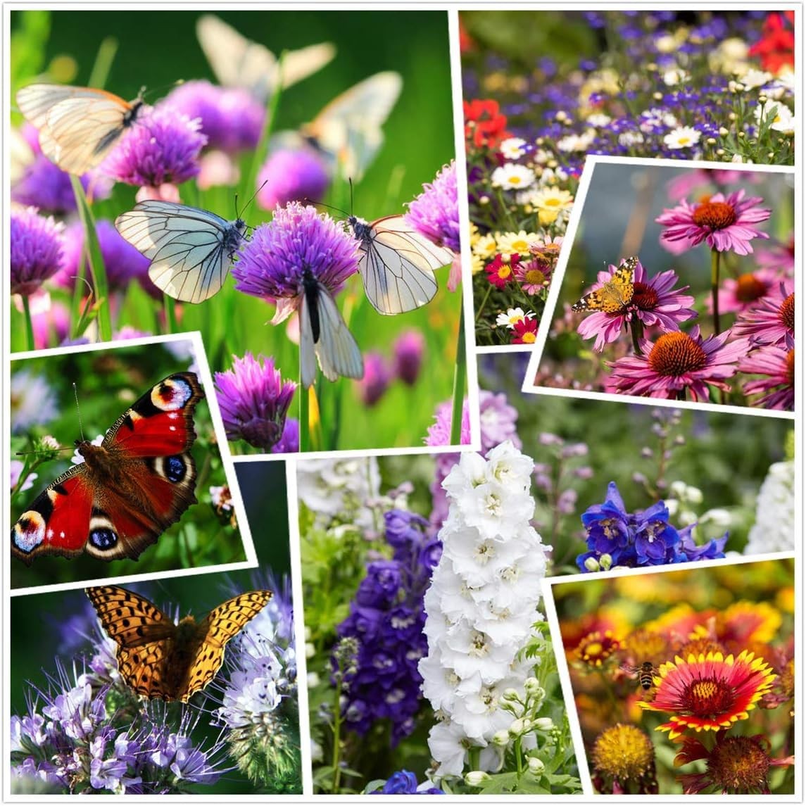 Wildflower Seed Mix – 19 Varieties Including Sunflower, Zinnia, Cosmos, Morni…