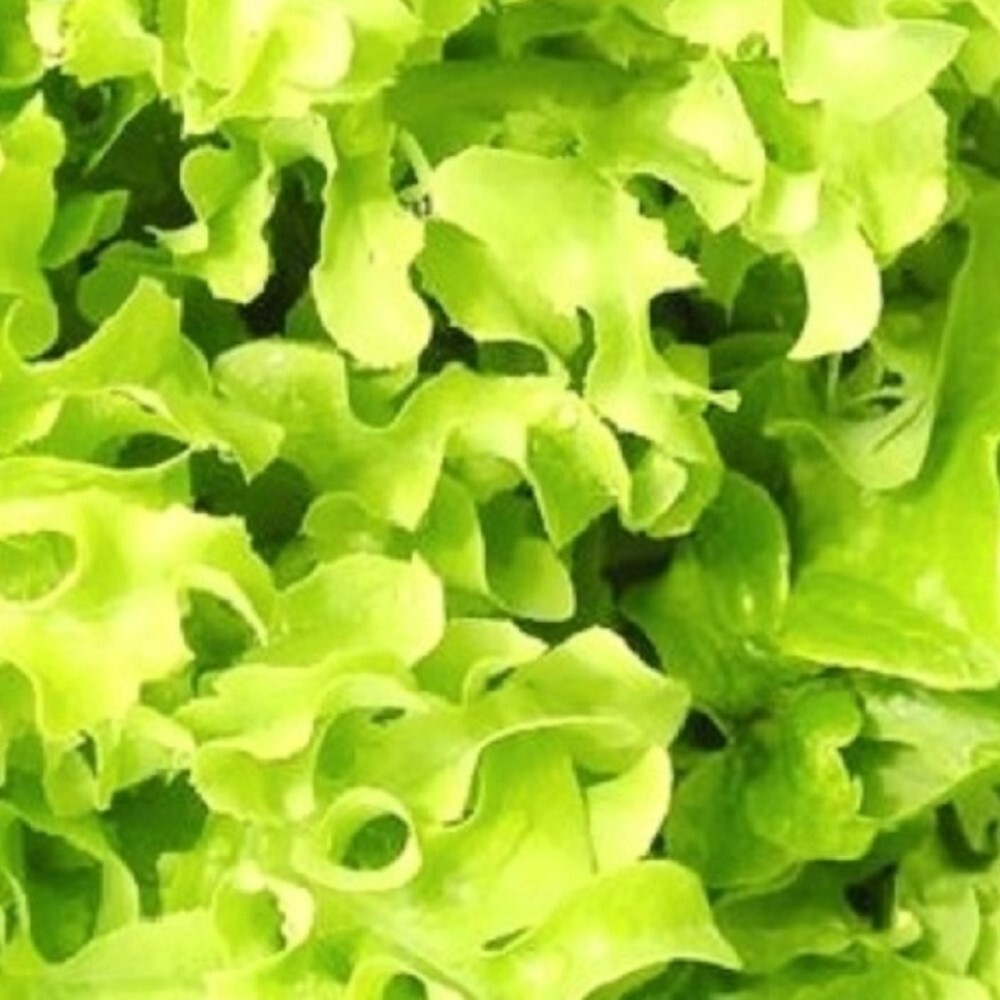 Salad Bowl Lettuce Seeds | NON-GMO | Heirloom | Fresh Garden Seeds