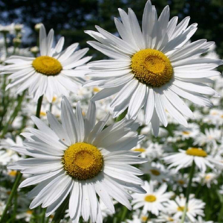1,000-5,000 Heirloom Shasta Daisy Seeds Leucanthemum x superbum Organic Non-GMO