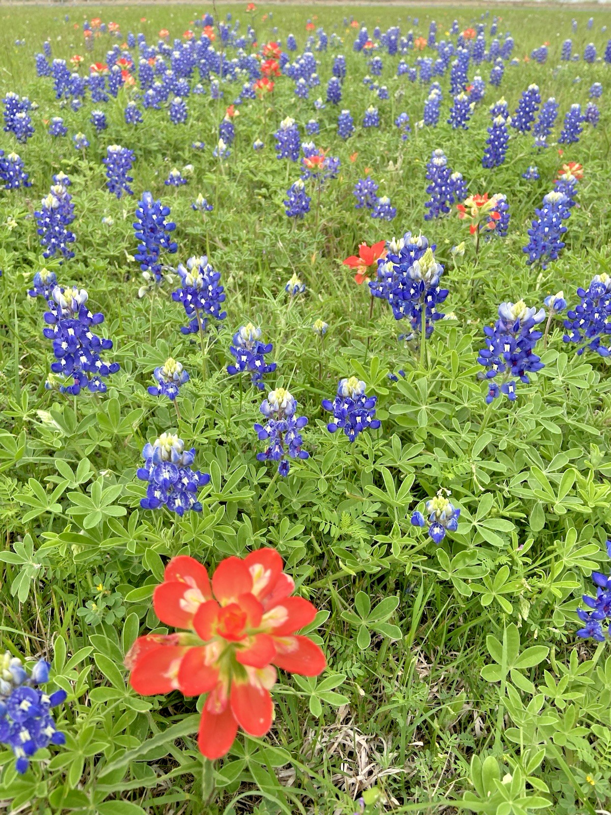 Texas Bluebonnet Seeds – 25 Fresh Seeds – GORGEOUS Blooms!! FREE Shipping