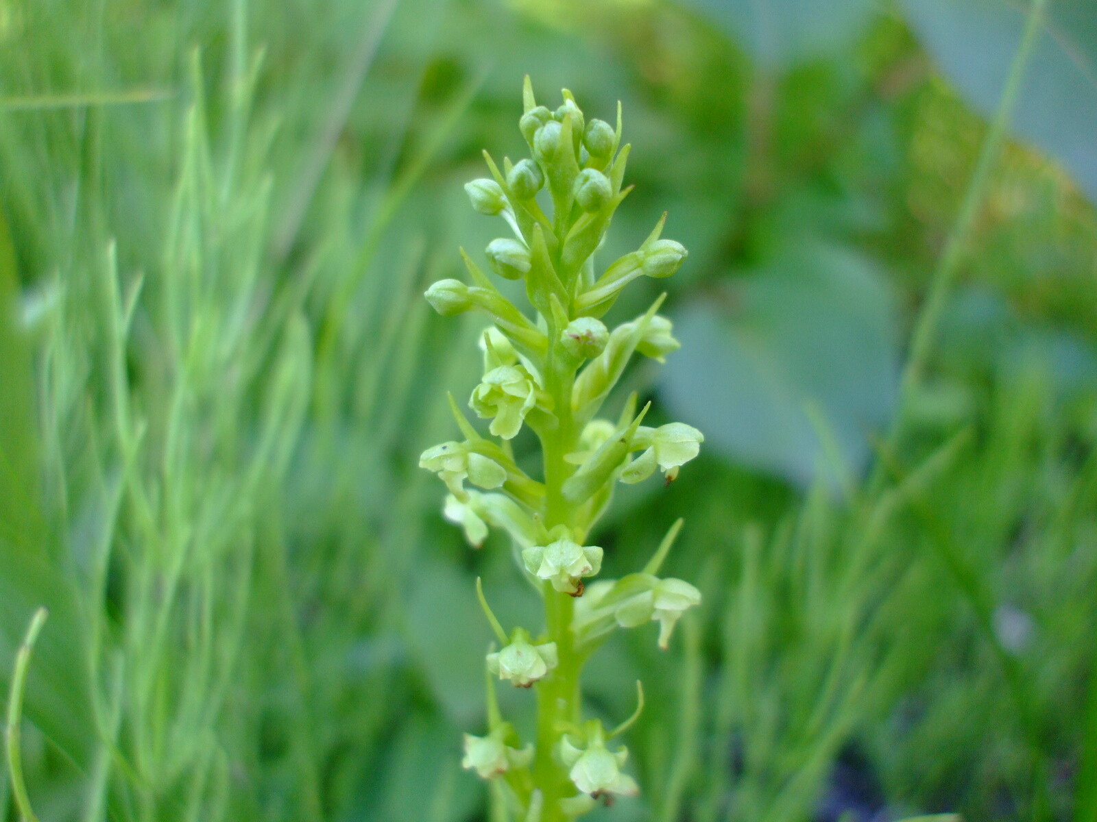 Platanthera flava (Pale Green Orchid) perennial wildflower seed packet, Z 4 -9