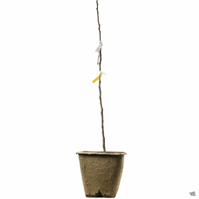 Waltana apple tree grafted 5x5x12 inches pot size 1 year old