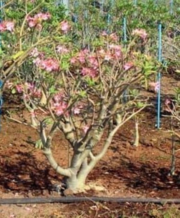 Adenium Arabicum Yak Lop Buri, 7 seeds