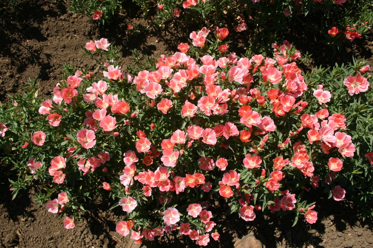 Godetia Peach, Clarkia. 1000 Seeds Free Shipping!