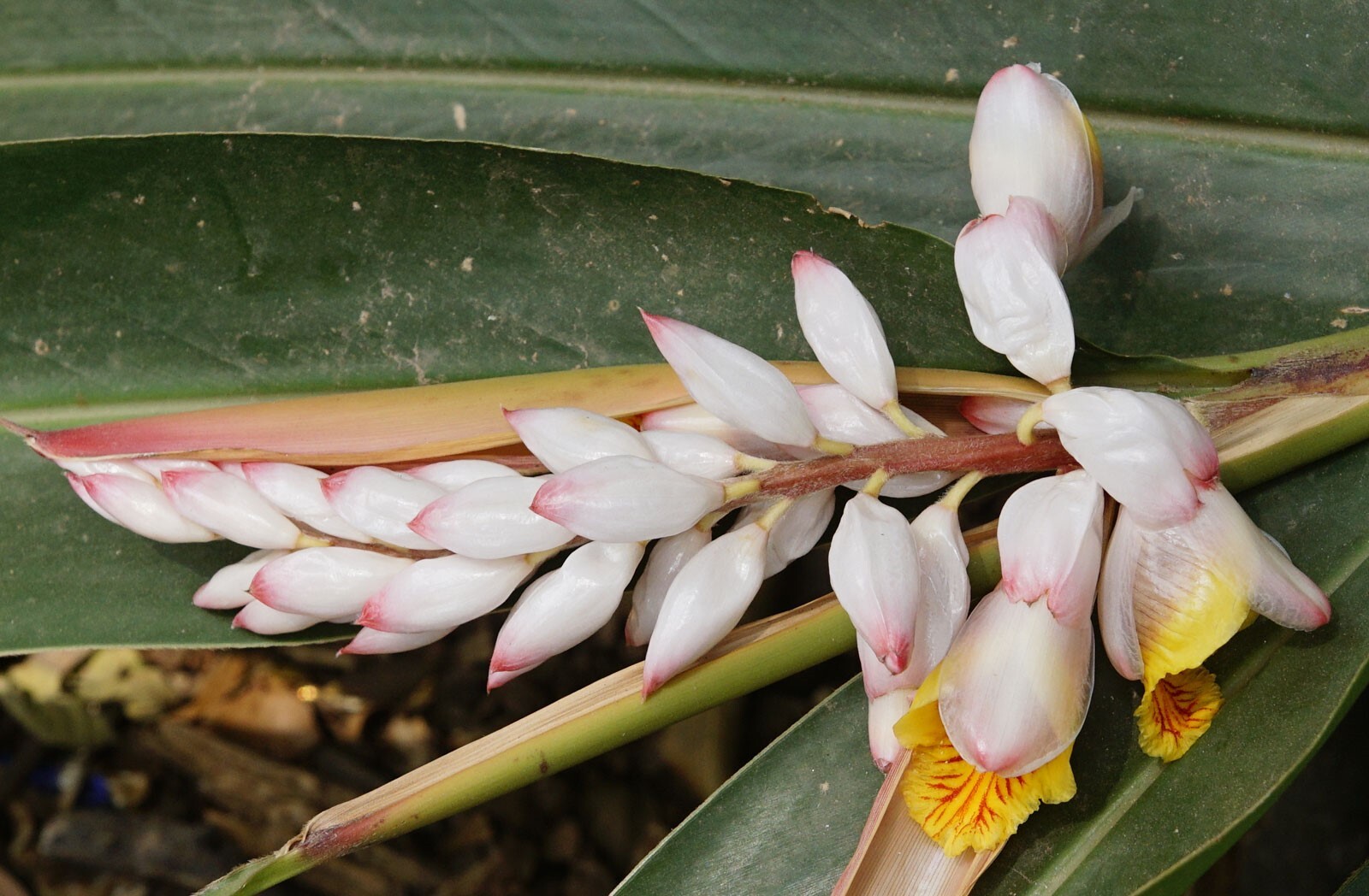 Alpinia galanga | Greater Galangal | Siamese Ginger | 5_Seeds
