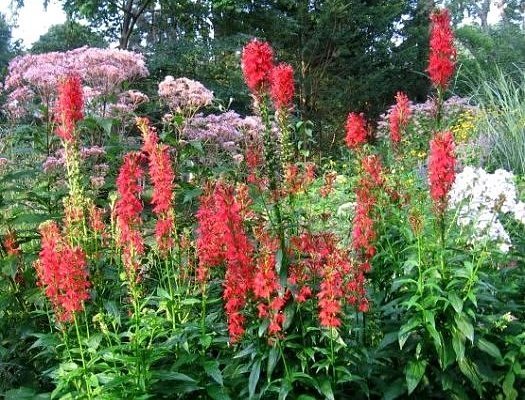 Cardinal Flower 3000+ SEEDS Lobelia cardinalis red flowers hummingbird favorite