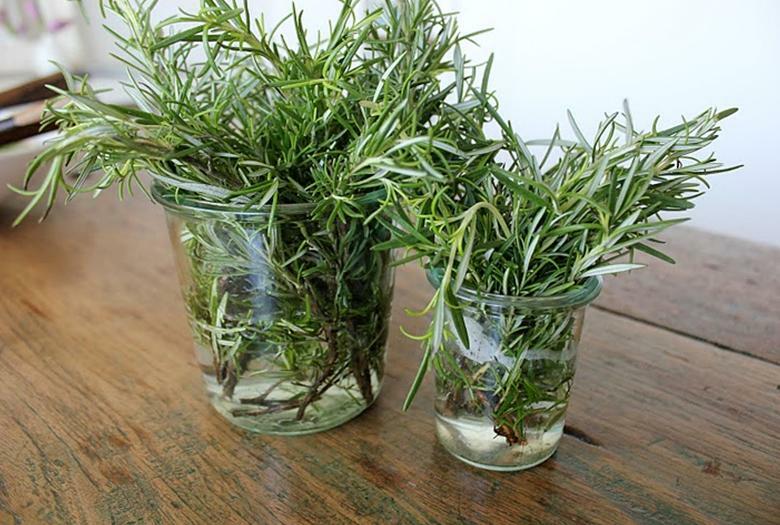 Rosemary Herb 50 Seeds Heirloom NON-GMO-Fresh Seeds-WONDERFUL AROMA