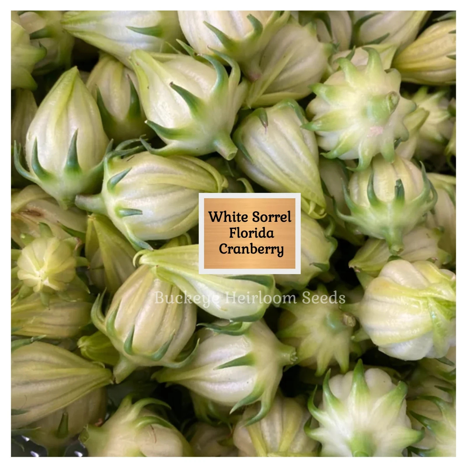 ‘White’ Roselle Seeds | 25 Seeds | Florida Cranberry | Hibiscus sabdariffa Seeds