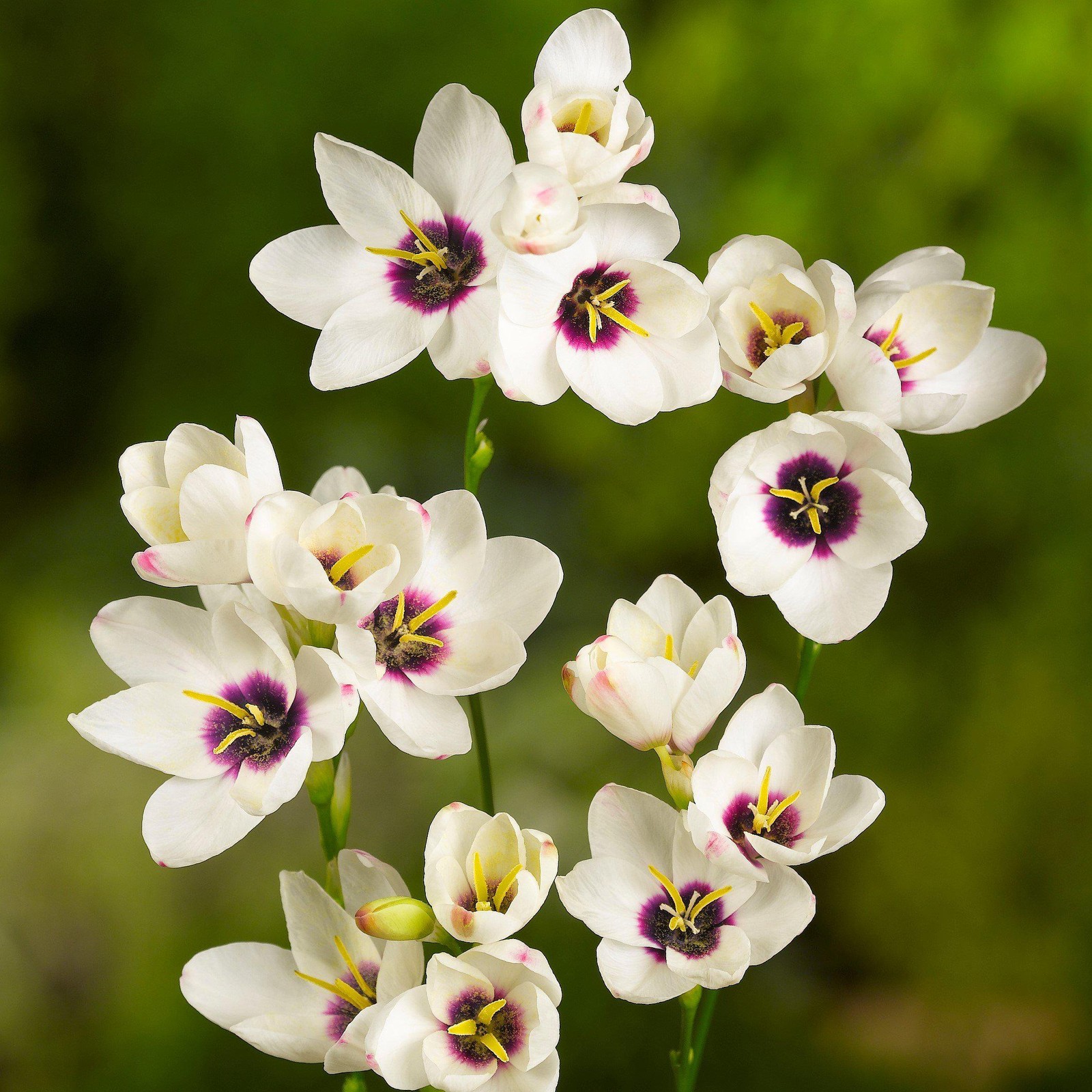 Ixia Magic Wand Mix 80 Bulbs, Spring to Summer Flowering Colorful Blooms in Sun