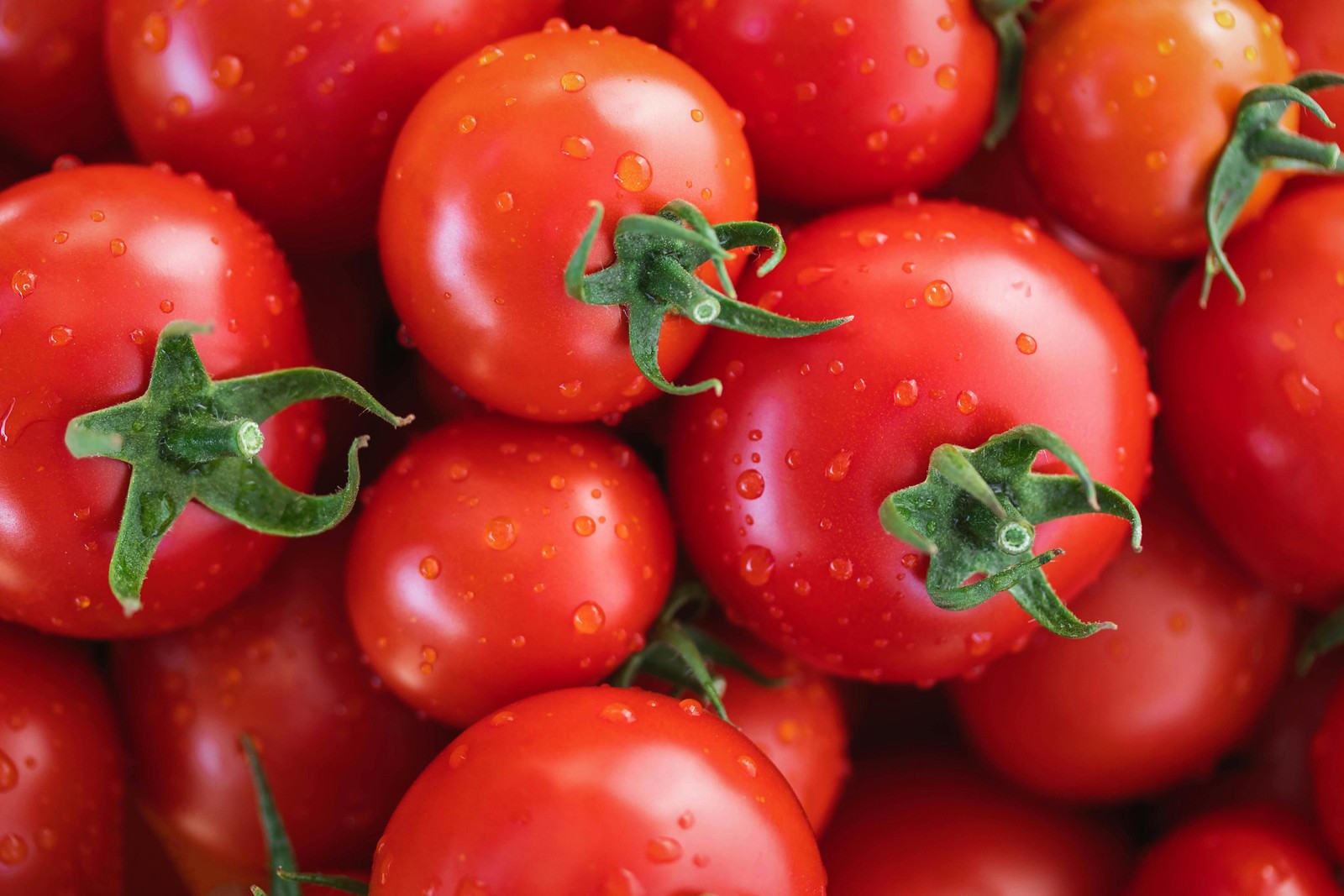 1 Oz Bulk ITALIAN TREE TOMATO ‘Trip L Crop’ Seeds – 1 Ounce = Approx 9500 Seeds