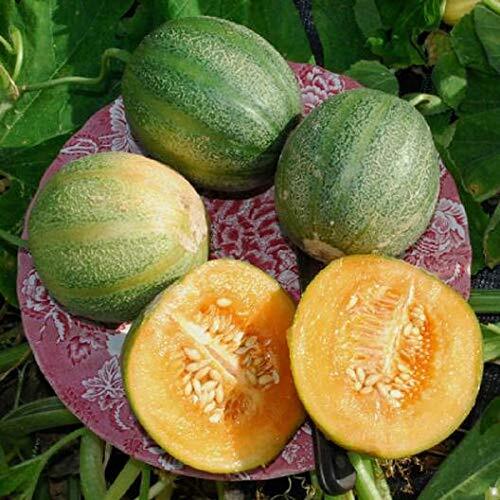 Minnesota Midget Melon Seeds | 10 Seeds Packet | Grow Fun Midget Melons That Tas