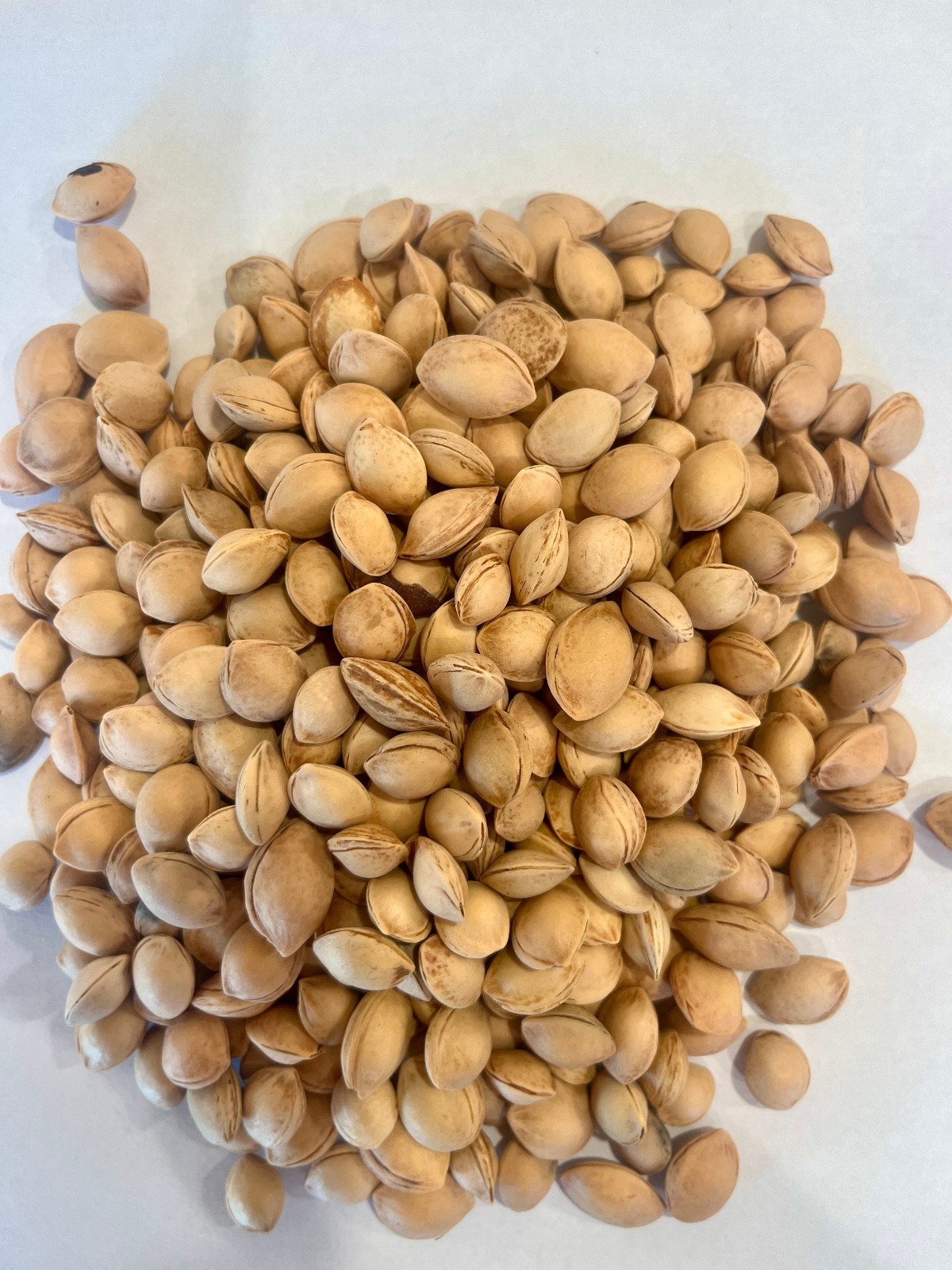Common American Plum Tree Seeds (Prunus Americana)