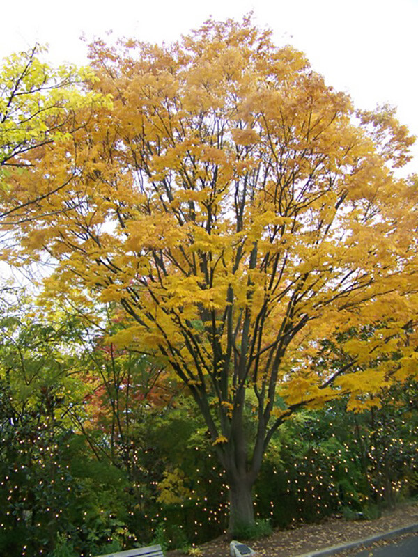 Japanese Zelkova, Zelkova serrata, Tree Seeds (Fast, Hardy, Fall Colors)