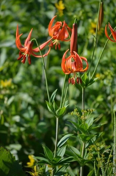 5 Turk’s-cap lily Lilium superbum Bulb/tuber Woodland Wildflower ~Native Hardy~