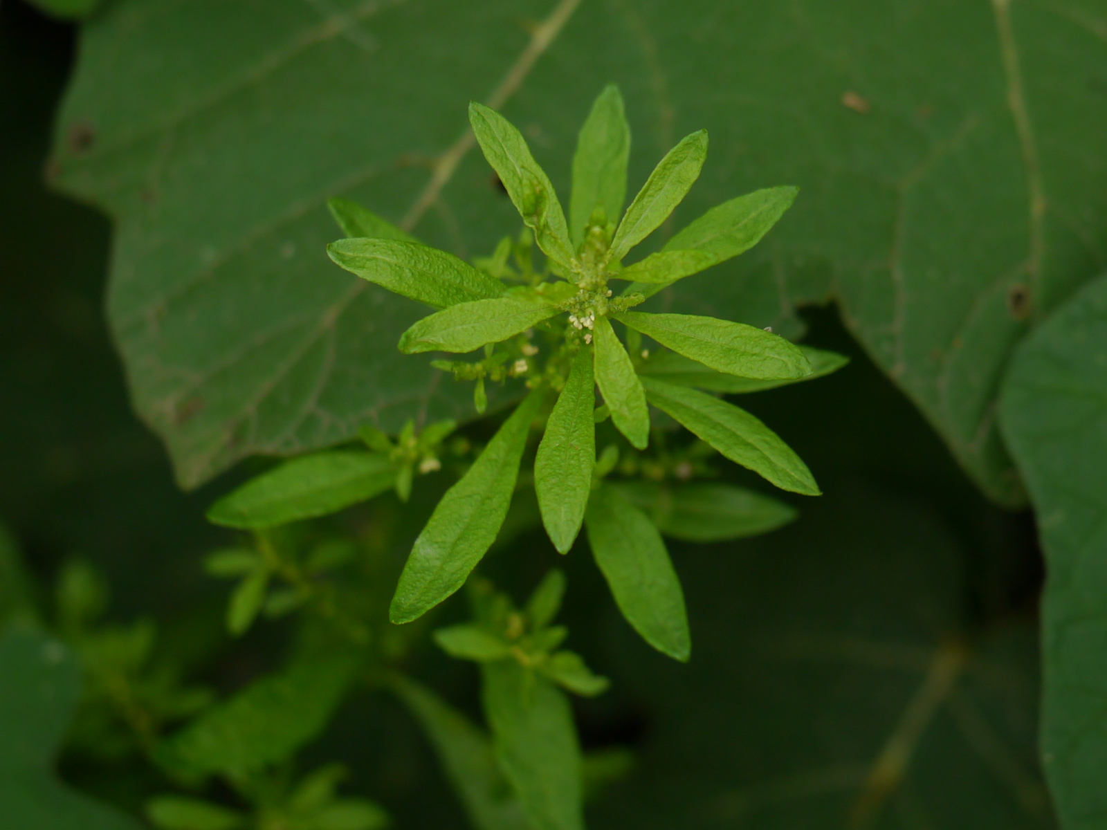 2,000 CHENOPODIUM AMBROSIOIDES Seeds (Epazote) | NON-GMO | Free shipping