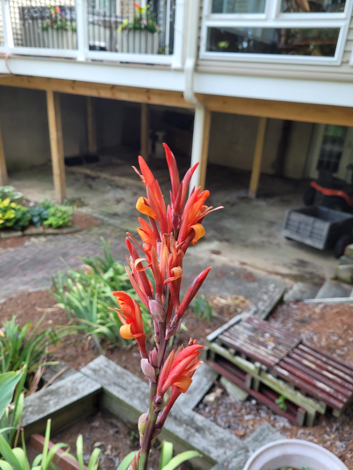 25 Canna Lily Seeds -Robert Kemp -Red Flwr -Green Leaf -6-10 ft tall Free Ship