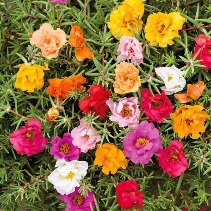 20,000+ Moss Rose Seeds (Portulaca Grandiflora) – Mixed Color Perennial Groun…
