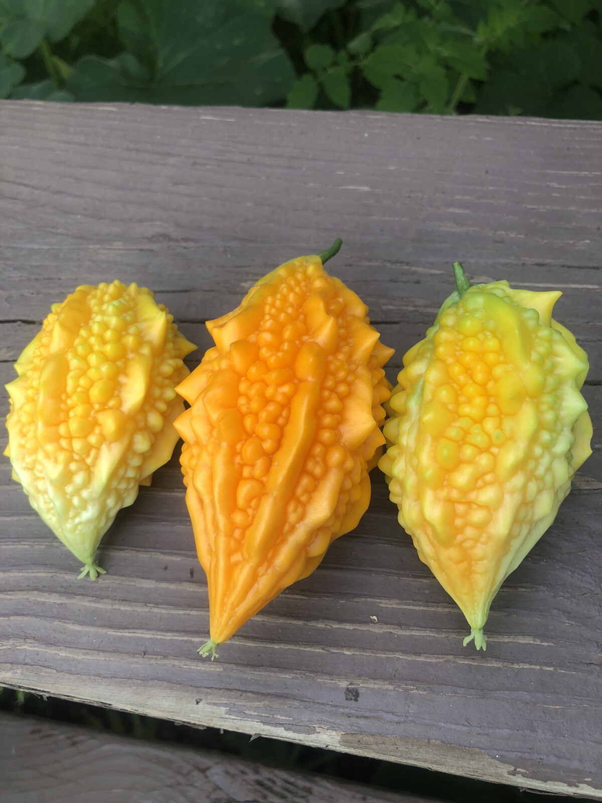 Bitter Melon, Gold Bell , Sweet Bitter Gourd (50 Seeds)