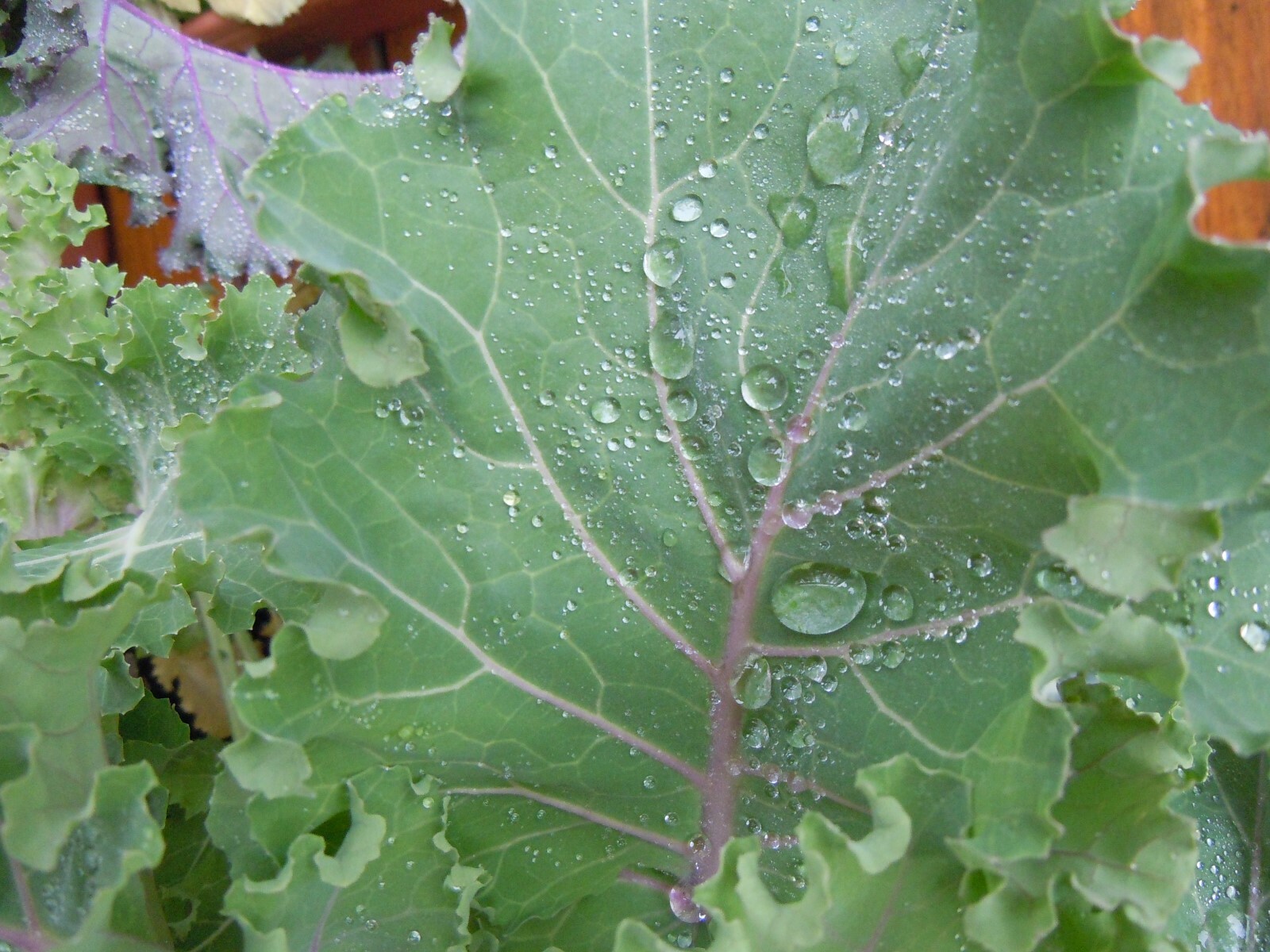 60 ORNAMENTAL KALE & CABBAGE SEEDS ORGANICALLY GROWN! BEAUTIFUL AND SAFE TO EAT!