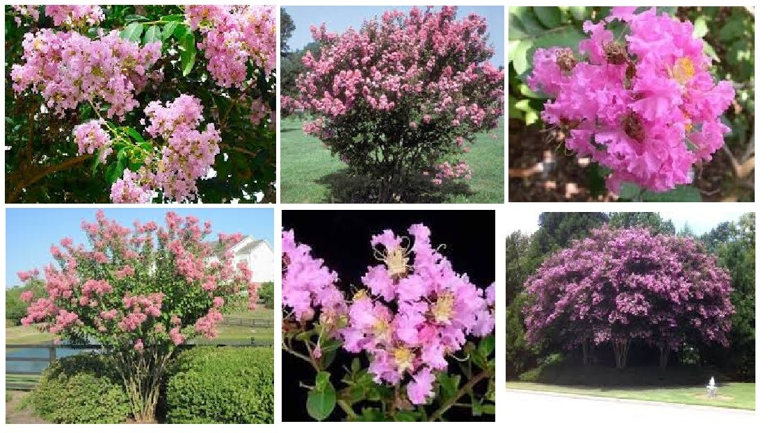 Lot of 3 Kinds of Crepe Myrtle Bushes White, Pink and Fushia Red Over 75 Seeds