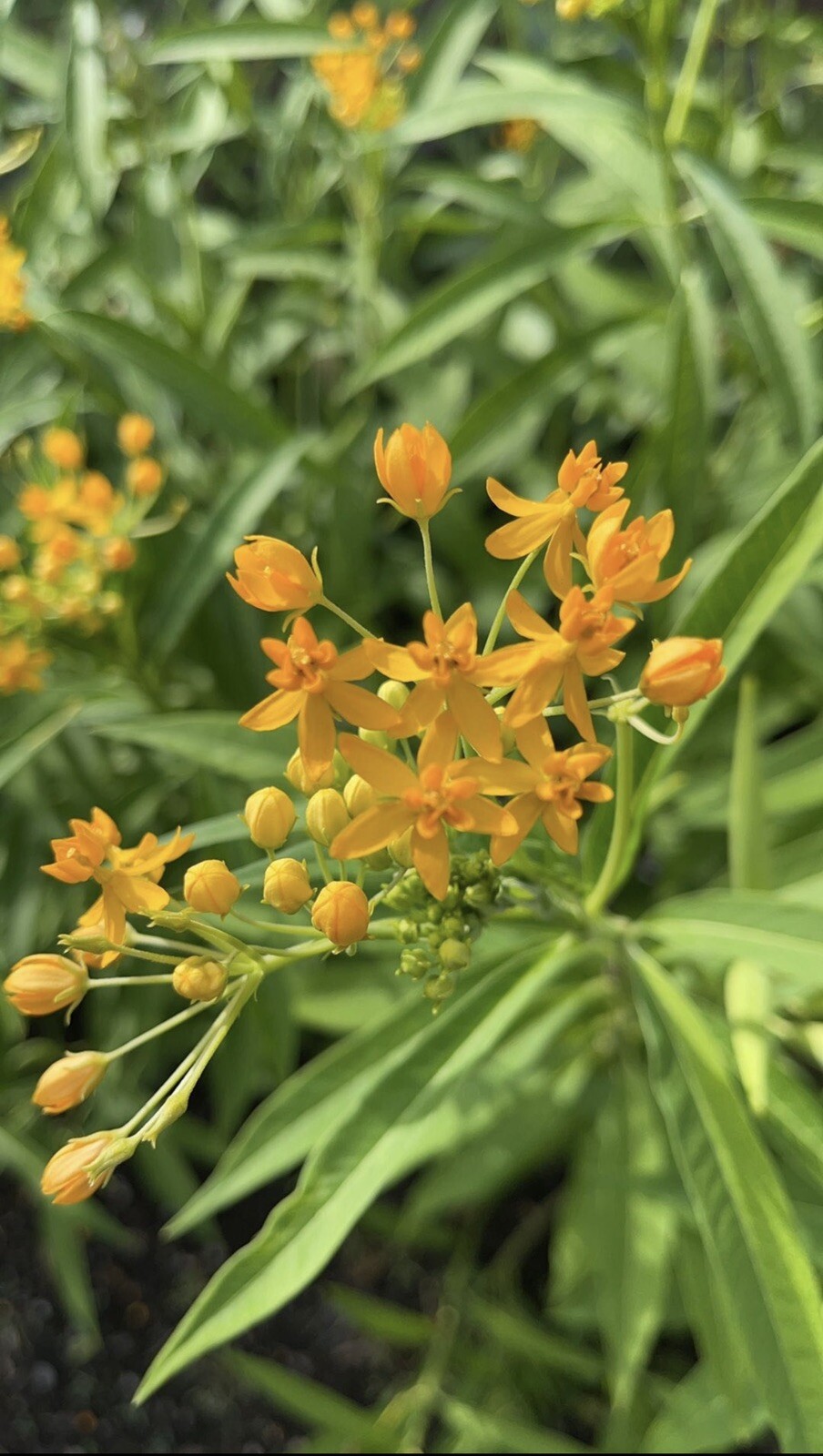 Tropical Milkweed Seeds 125 Count, Help Save The Monarch Butterfly Organic