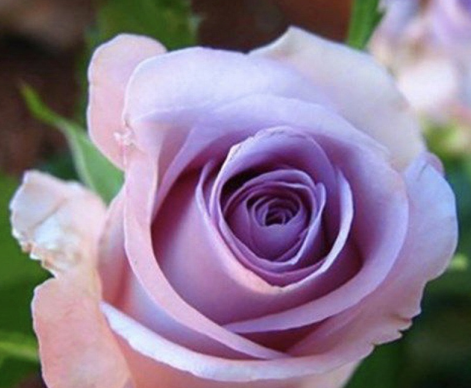 25pc CLASSIC ROSE SEEDS Garden plant Flower rare exotic USA seller FREE shipping